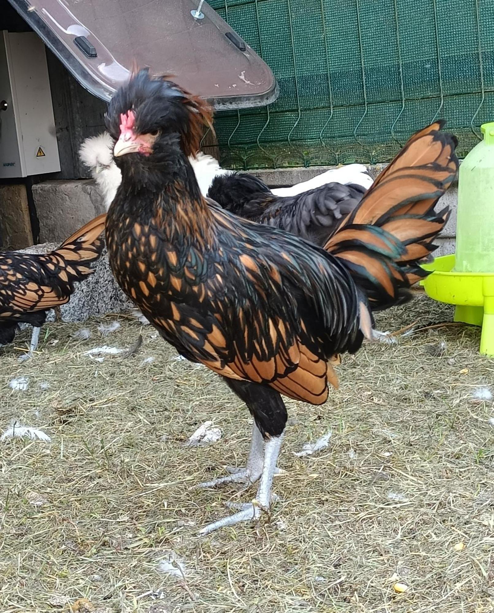 Letnia Oaza "Forsycja" Villa Sobienie Jeziory Luaran gambar